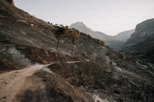 a dirt road with trees on the side of it