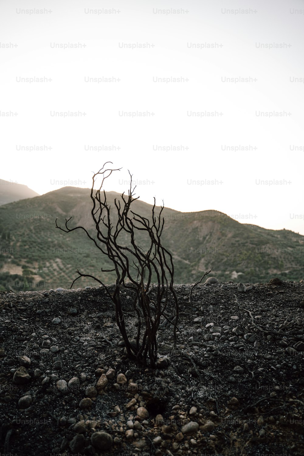 a dead tree in the middle of a rocky field