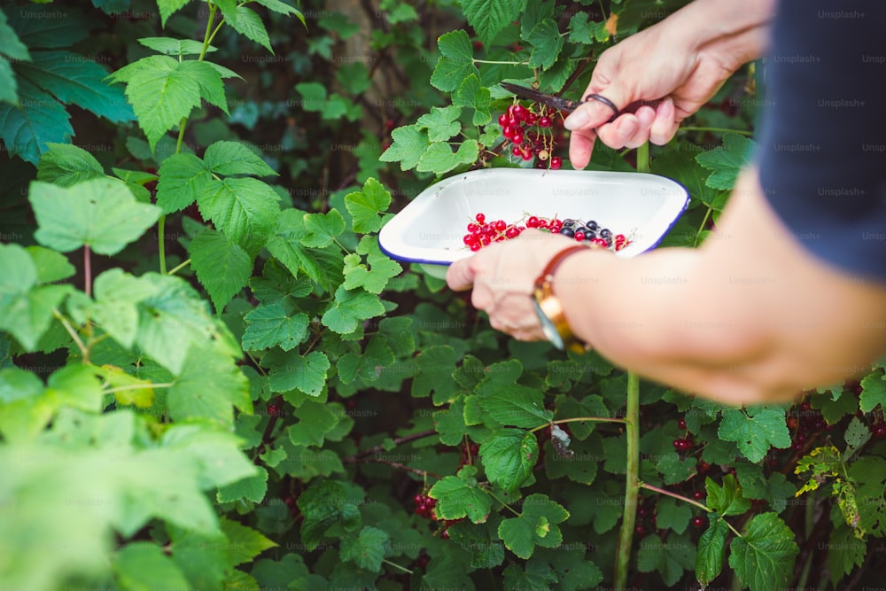 a person holding a plate with berries on it