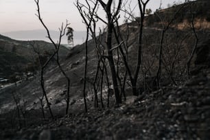 a hillside covered in burned trees with a hill in the background