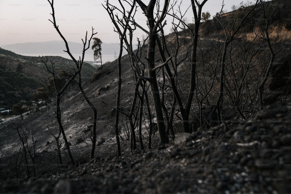 a hillside covered in burned trees with a hill in the background