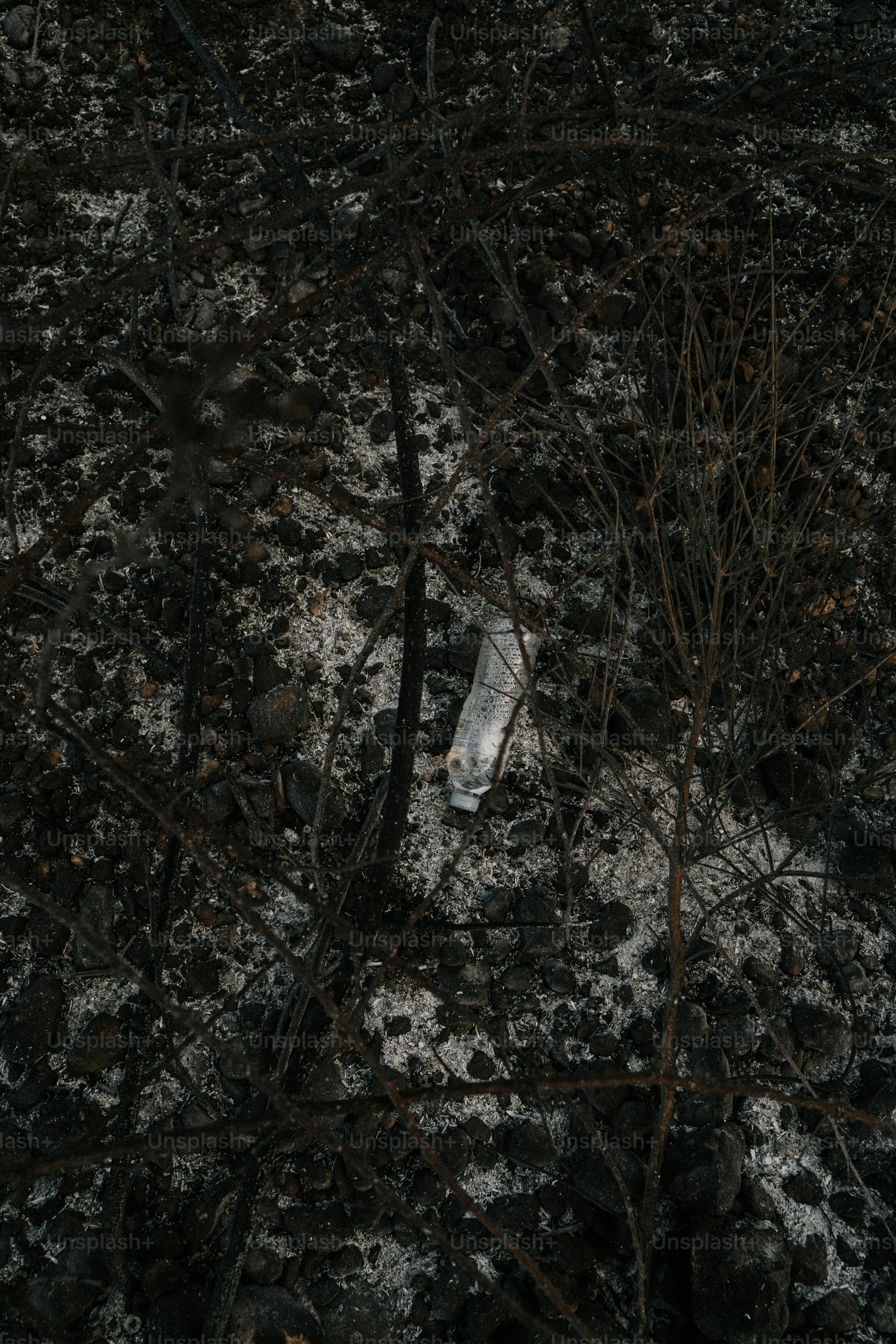 Una botella rota sentada en medio de un bosque