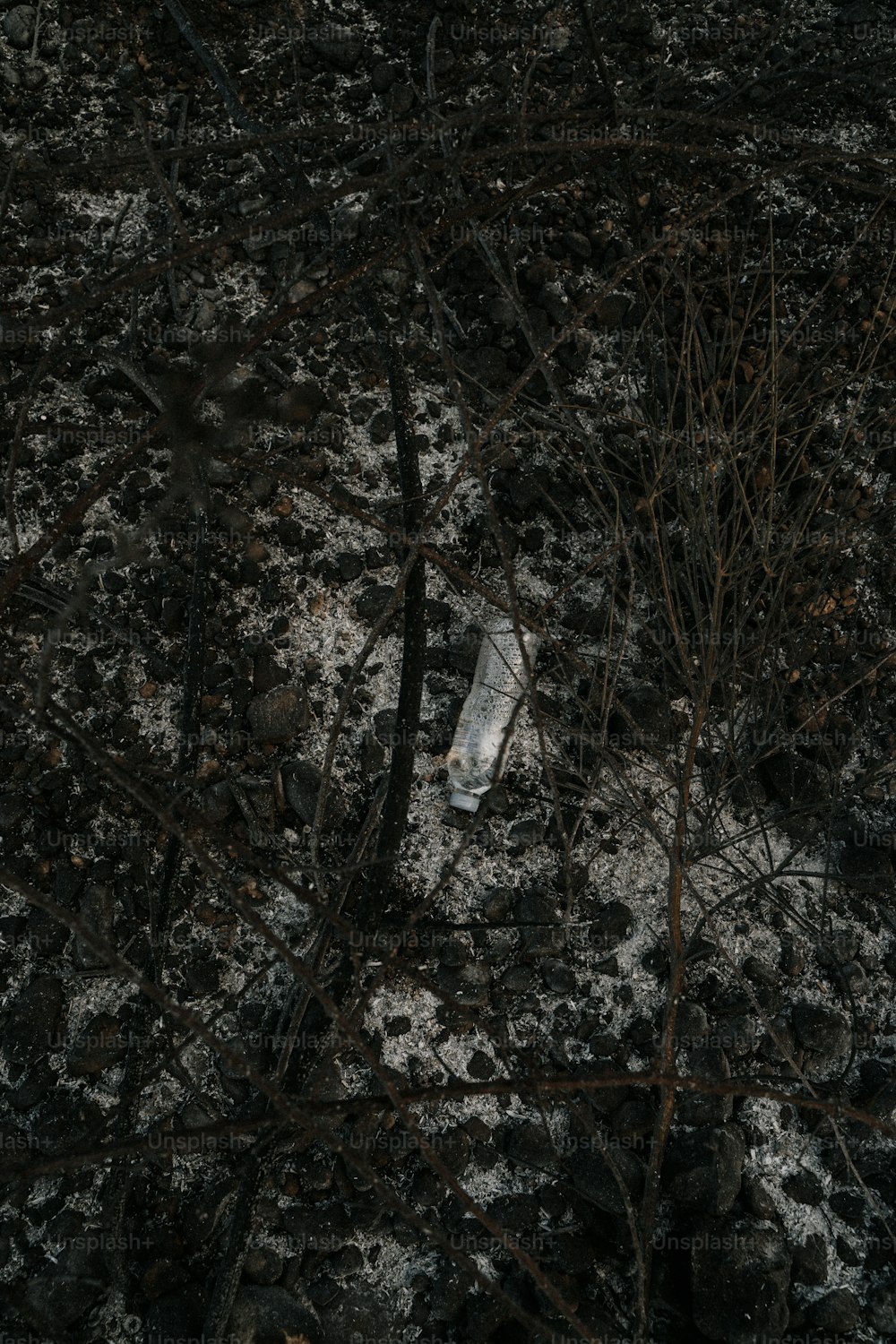 a broken bottle sitting in the middle of a forest