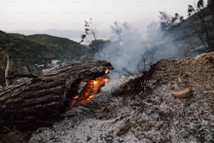 a fire burning in the middle of a forest