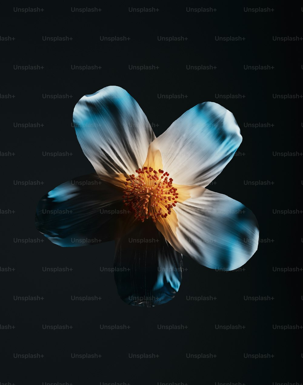 a white and blue flower on a black background
