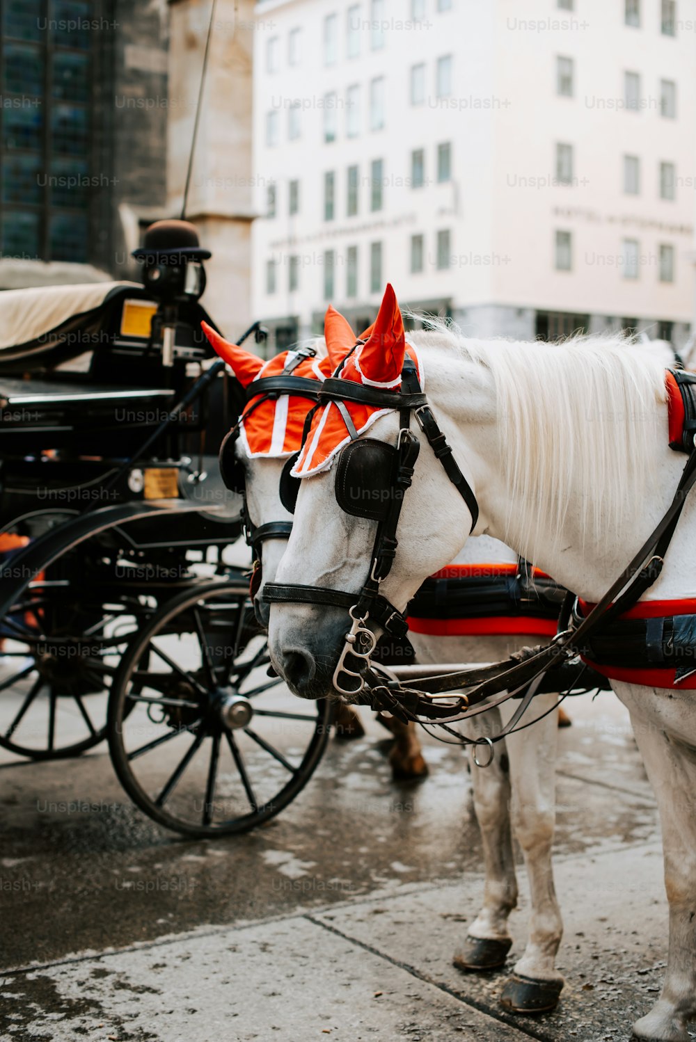 a white horse pulling a carriage down a street
