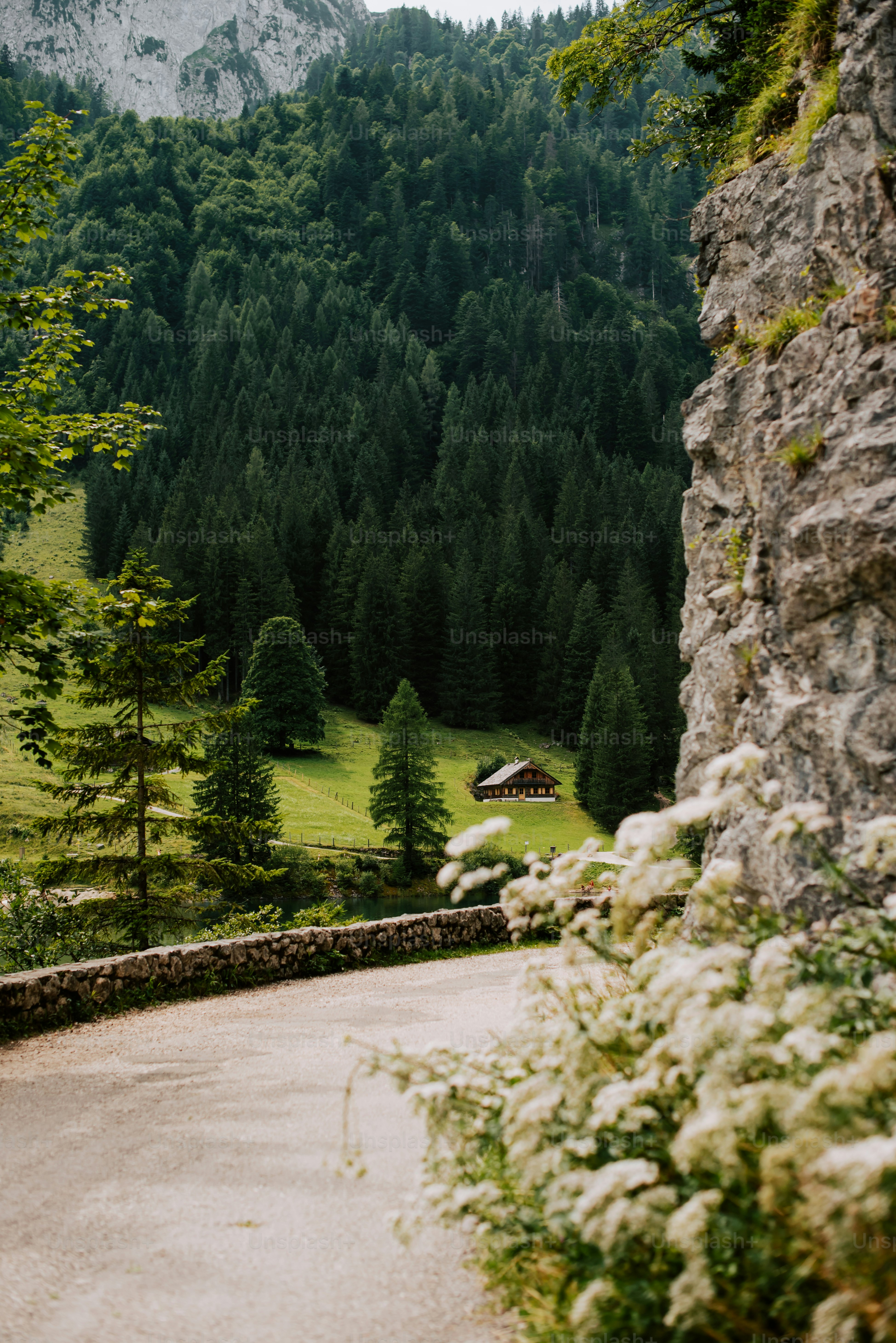a path leading to a lush green forest