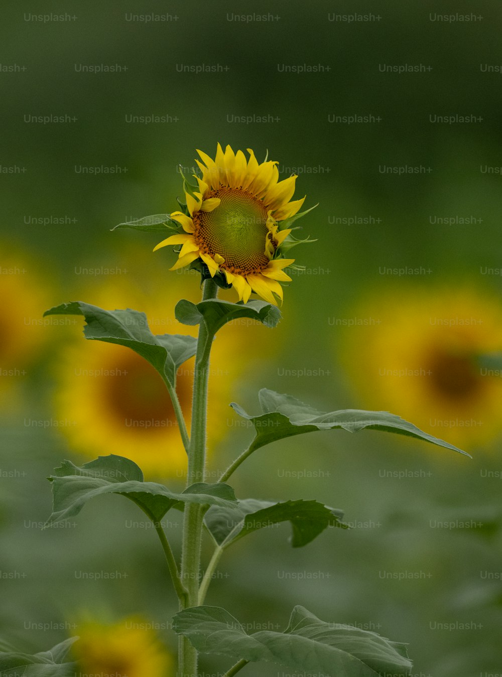 a large sunflower in a field of sunflowers