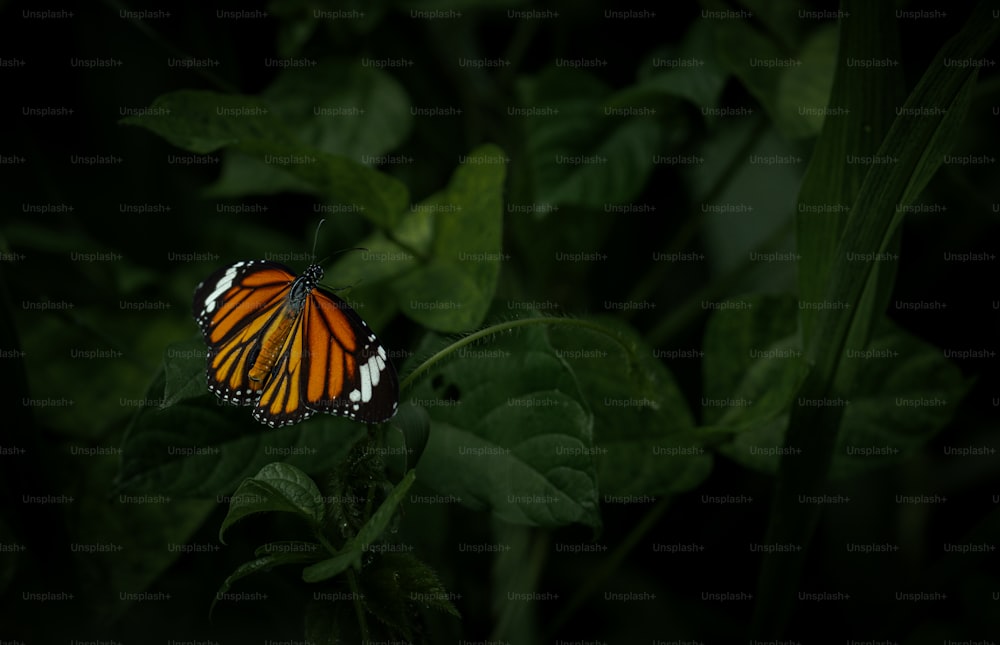 Un primer plano de una mariposa en una hoja