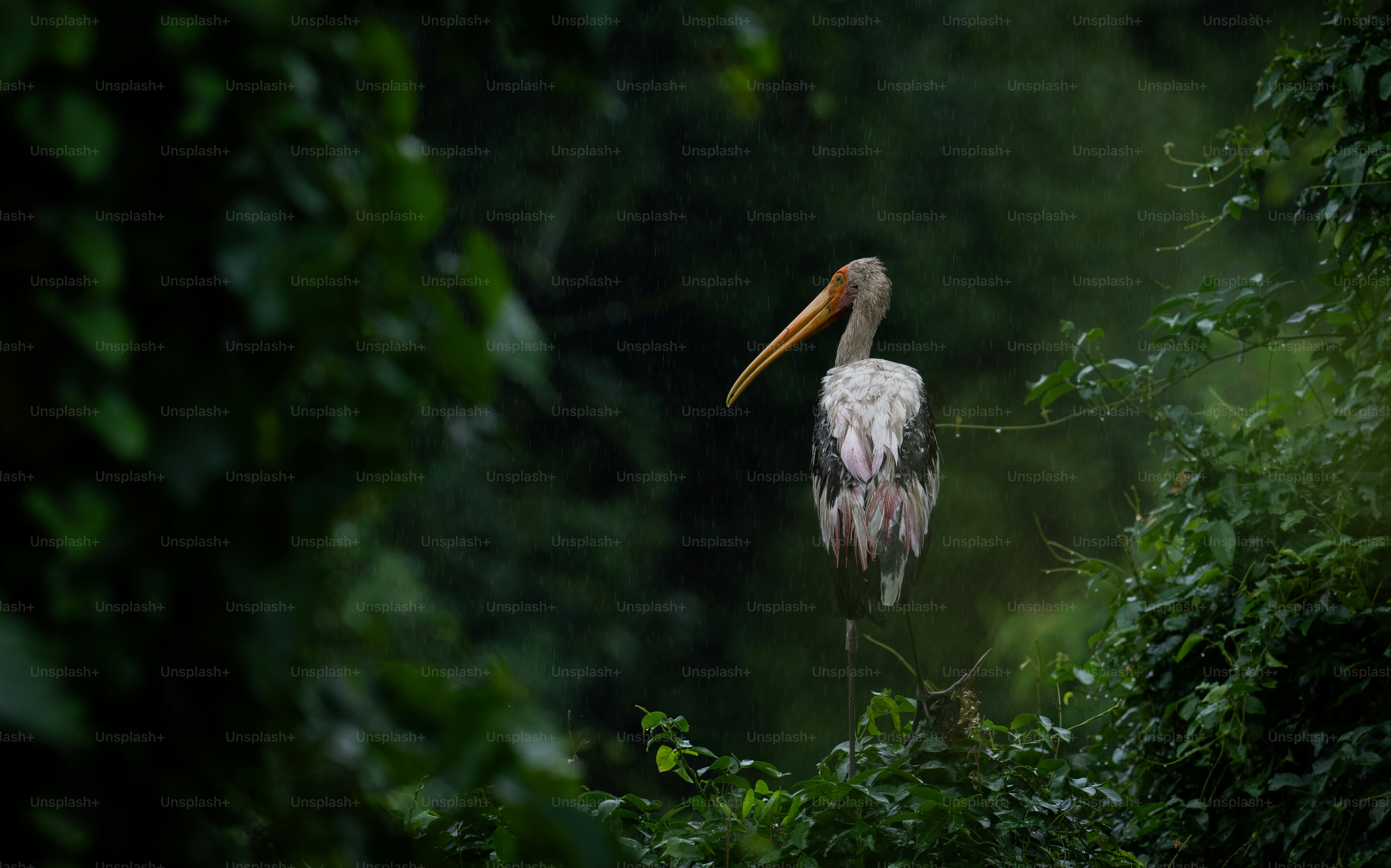 Un pájaro con un pico largo parado bajo la lluvia