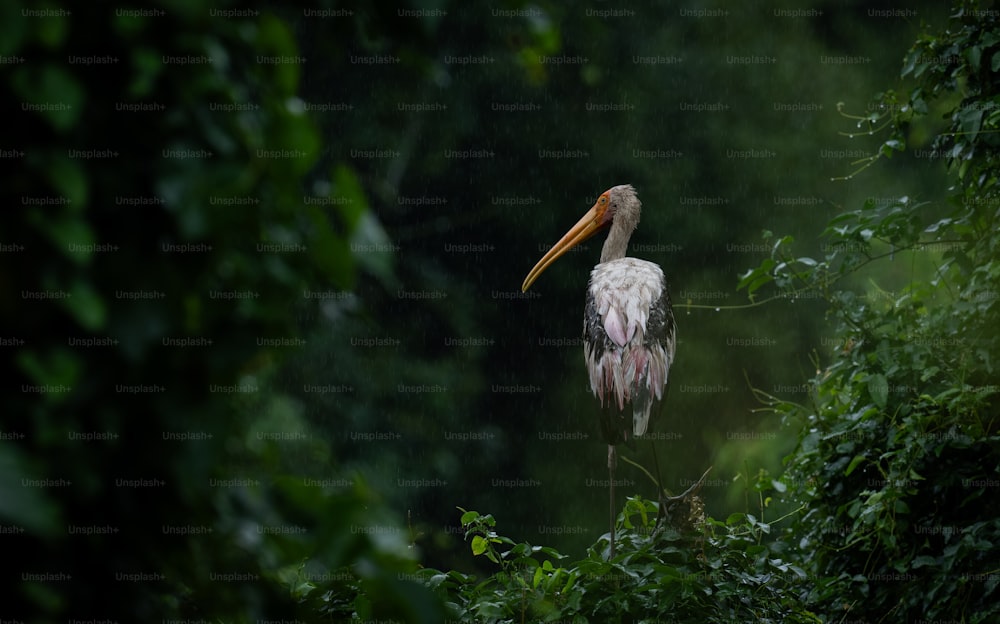 Un uccello con un lungo becco in piedi sotto la pioggia