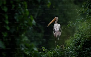 um pássaro com um bico comprido em pé na chuva