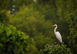 Un pájaro blanco parado en la cima de un árbol