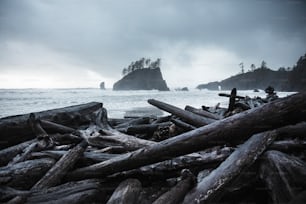 un mucchio di tronchi seduti in cima a una spiaggia