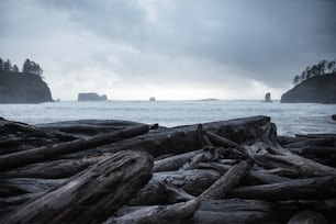 Un montón de troncos sentados en la cima de una playa