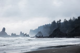 a foggy day at the beach with trees on the shore