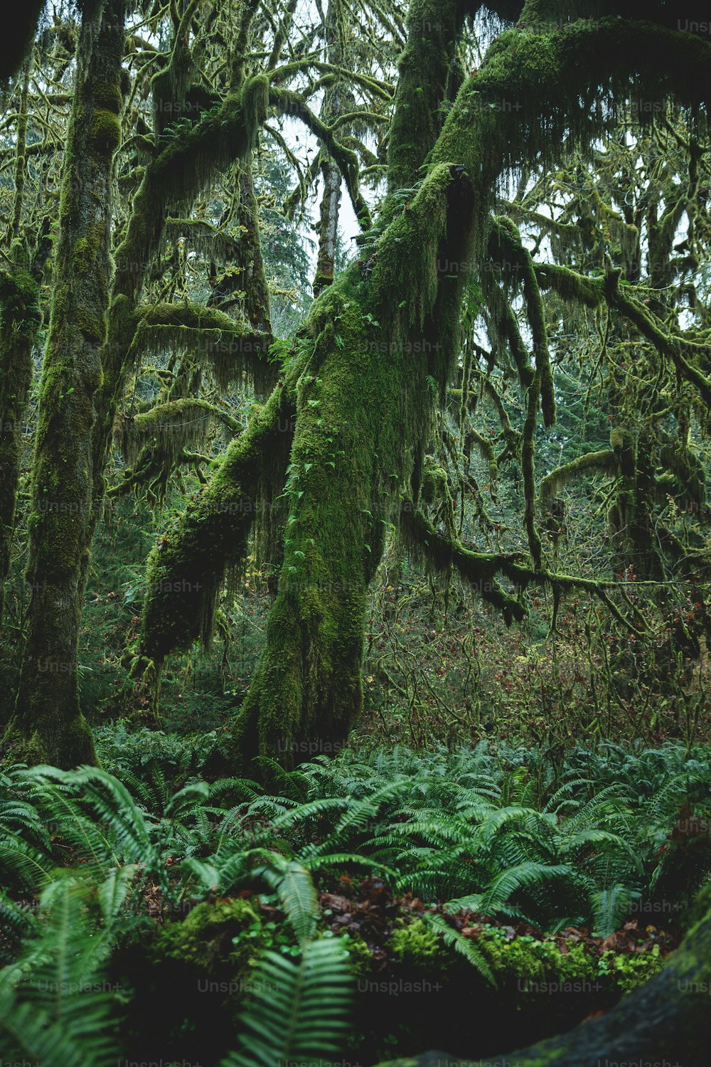 a lush green forest filled with lots of trees