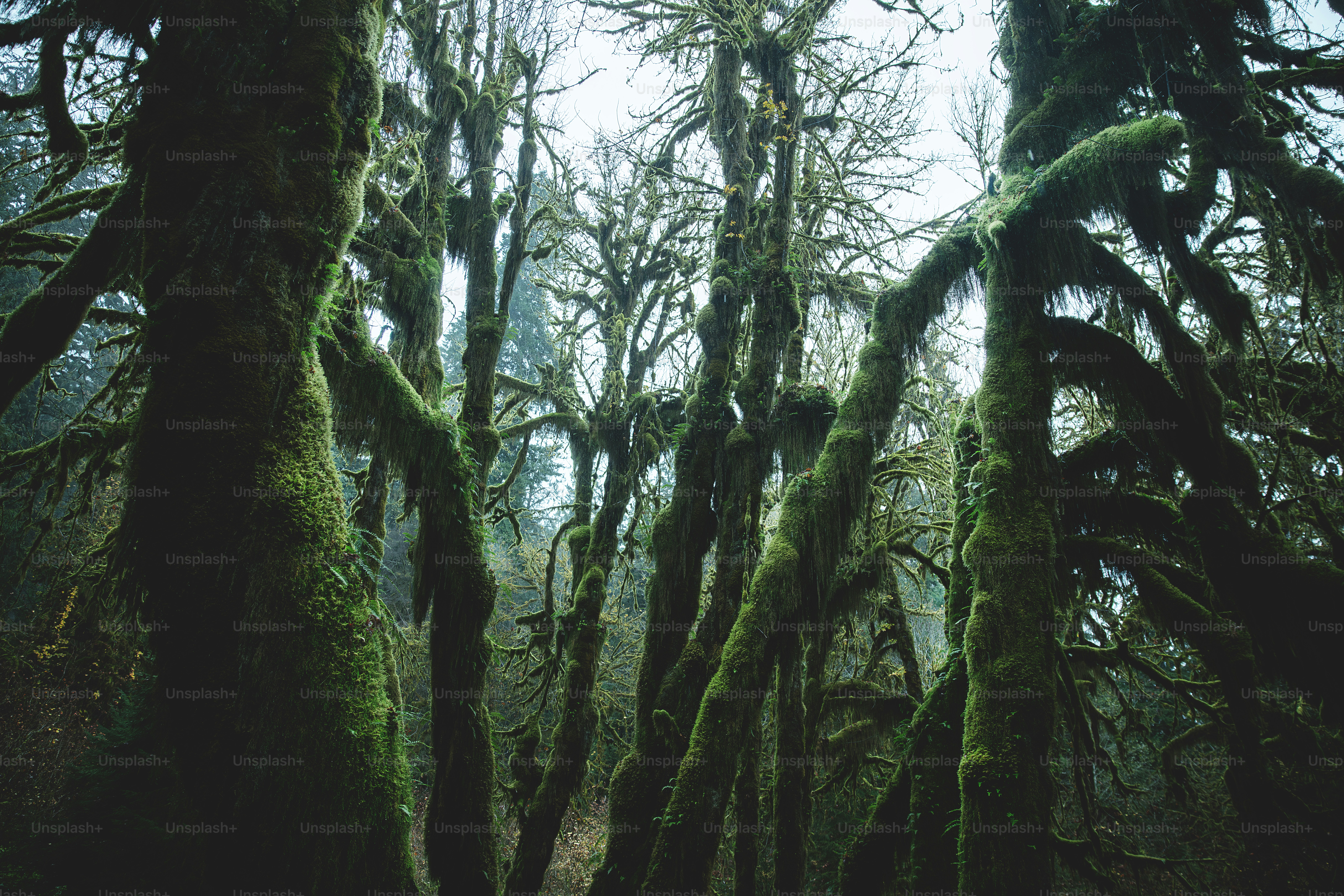 고대산자연휴양림