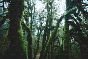 Un gruppo di alberi coperti di muschio in una foresta