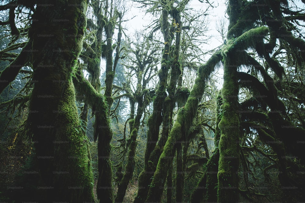 a group of trees covered in moss in a forest