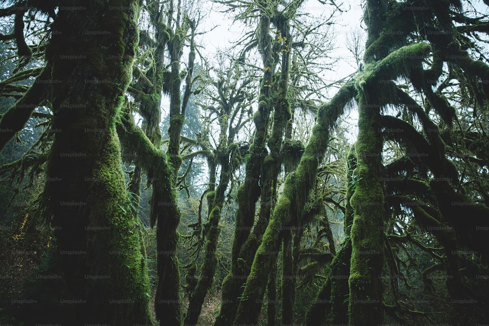 Un grupo de árboles cubiertos de musgo en un bosque