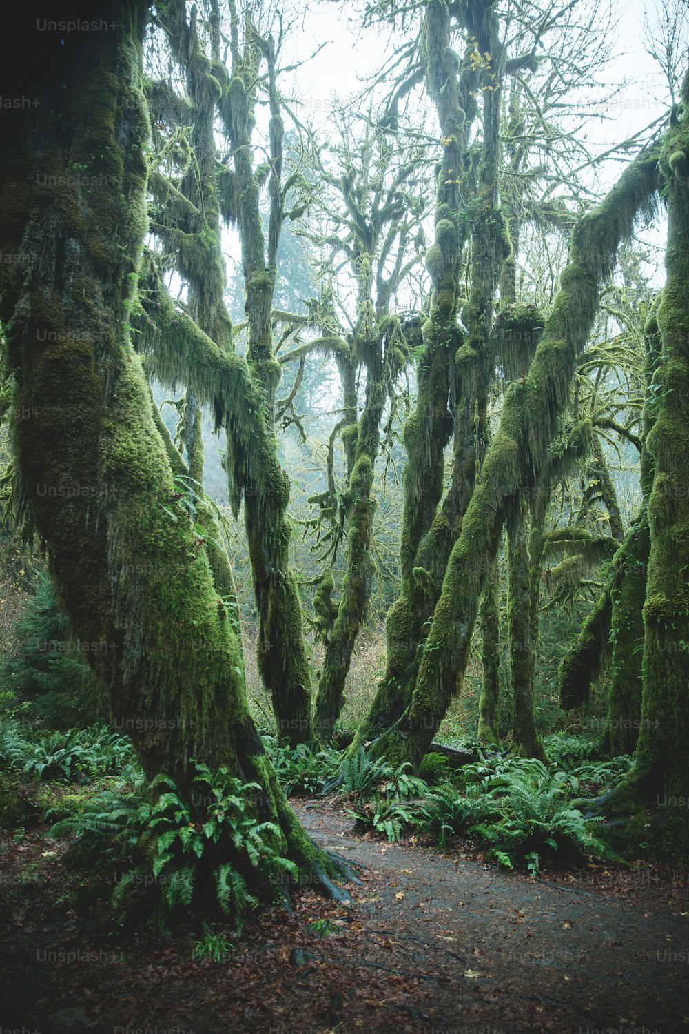 a path in the middle of a forest covered in moss