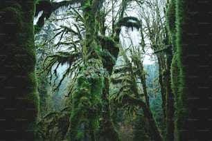 um grupo de árvores cobertas de musgo em uma floresta