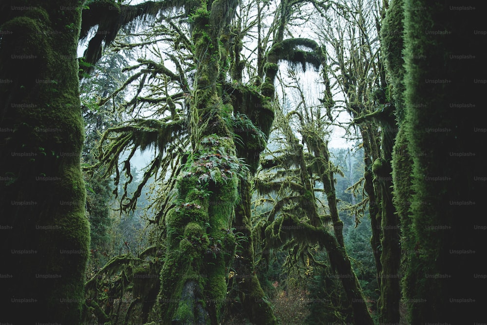 a group of trees covered in moss in a forest