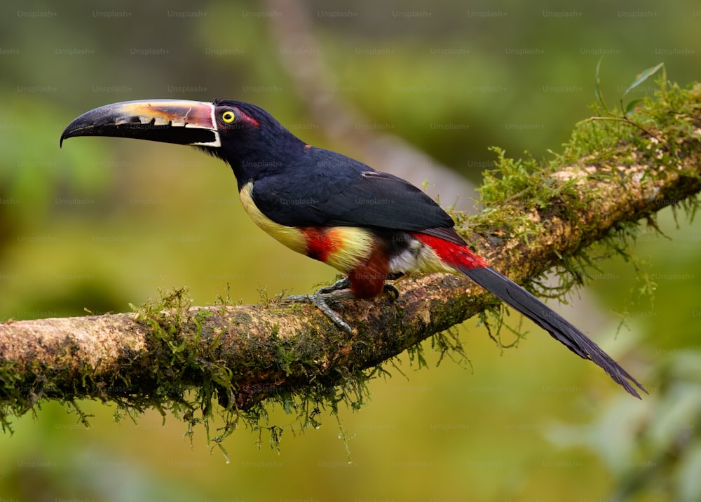 a colorful bird perched on a tree branch