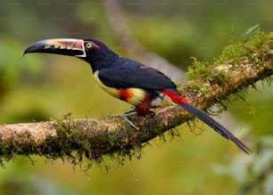 a colorful bird perched on a tree branch