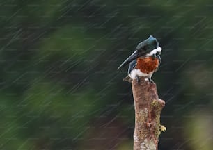 a bird sitting on a branch in the rain
