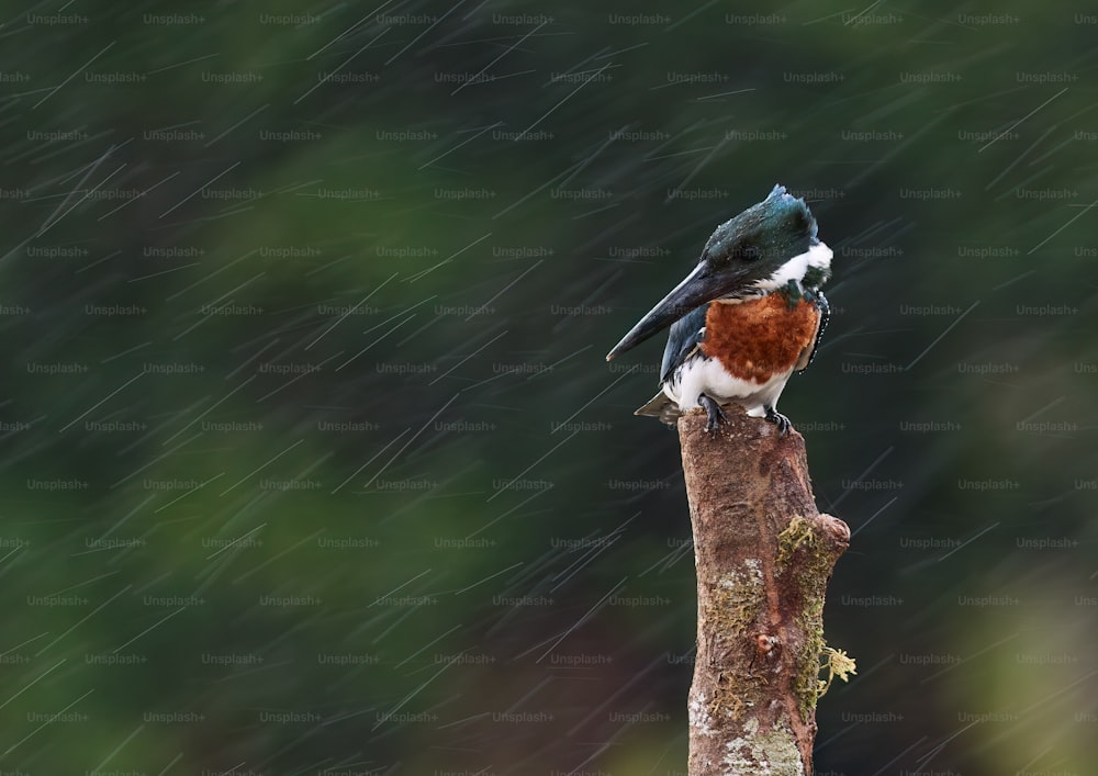 a bird sitting on a branch in the rain