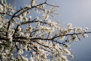 青空を背景に白い花を咲かせる木の枝