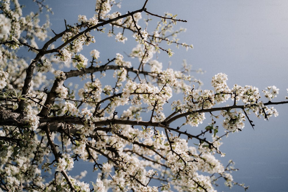 a tree branch with white flowers against a blue sky