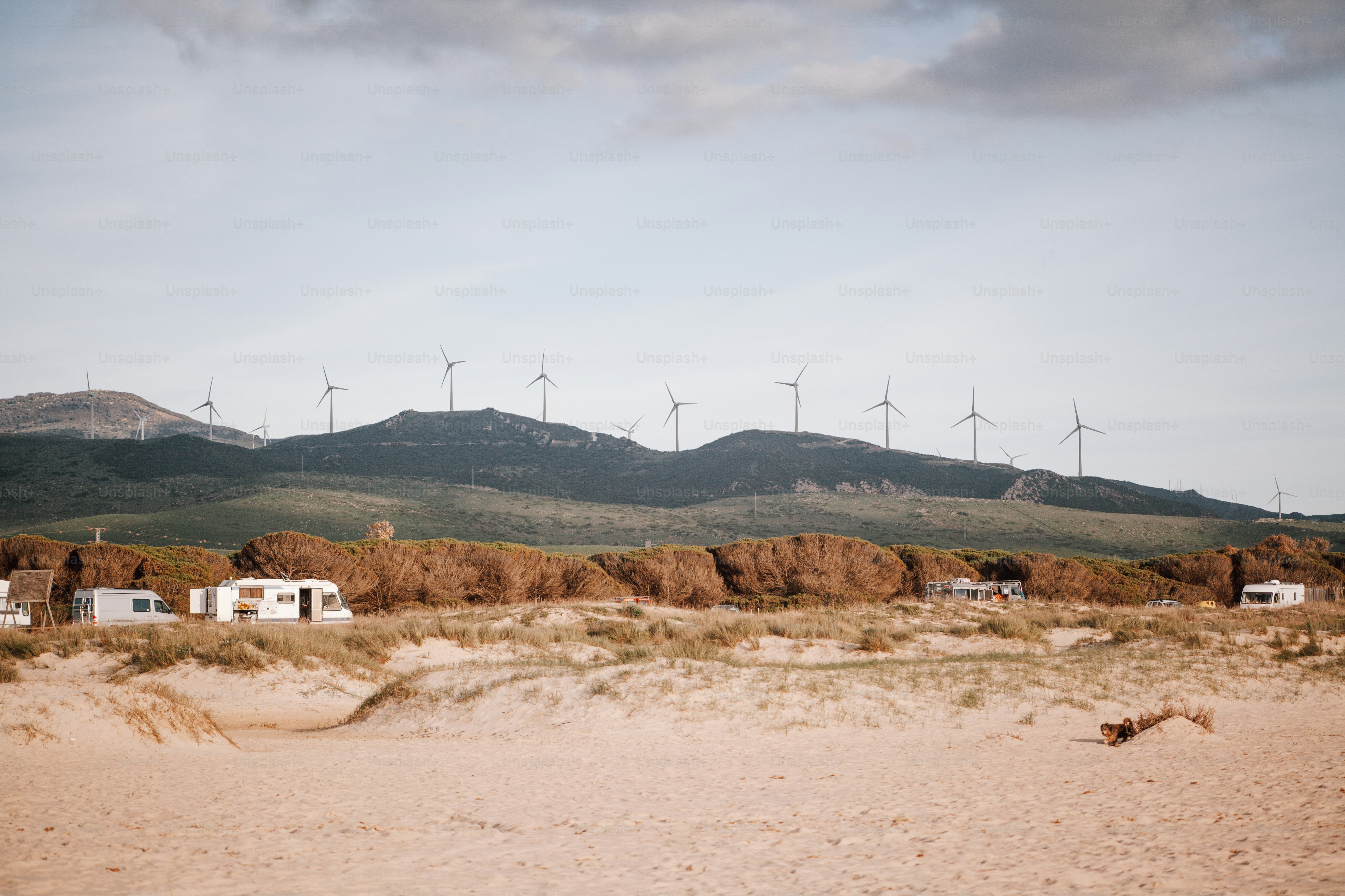 eine Gruppe von Windmühlen in der Ferne mit einem Hund im Vordergrund