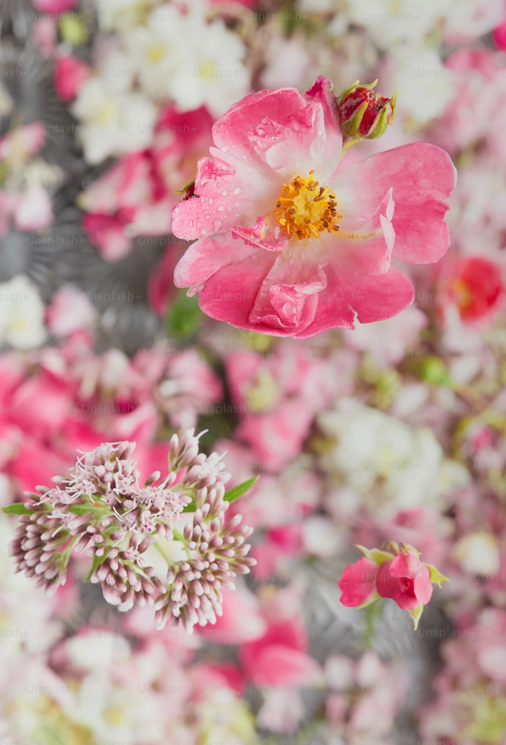 Un primer plano de una flor rosa con flores blancas y rosadas en el fondo