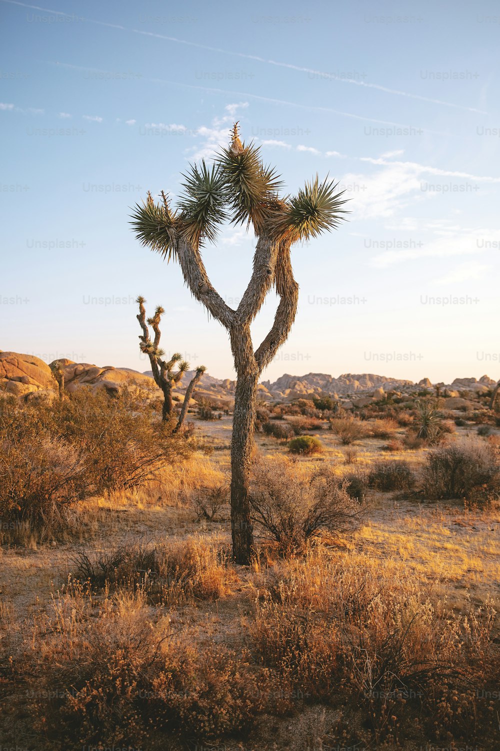 砂漠の真ん中にある小さな木