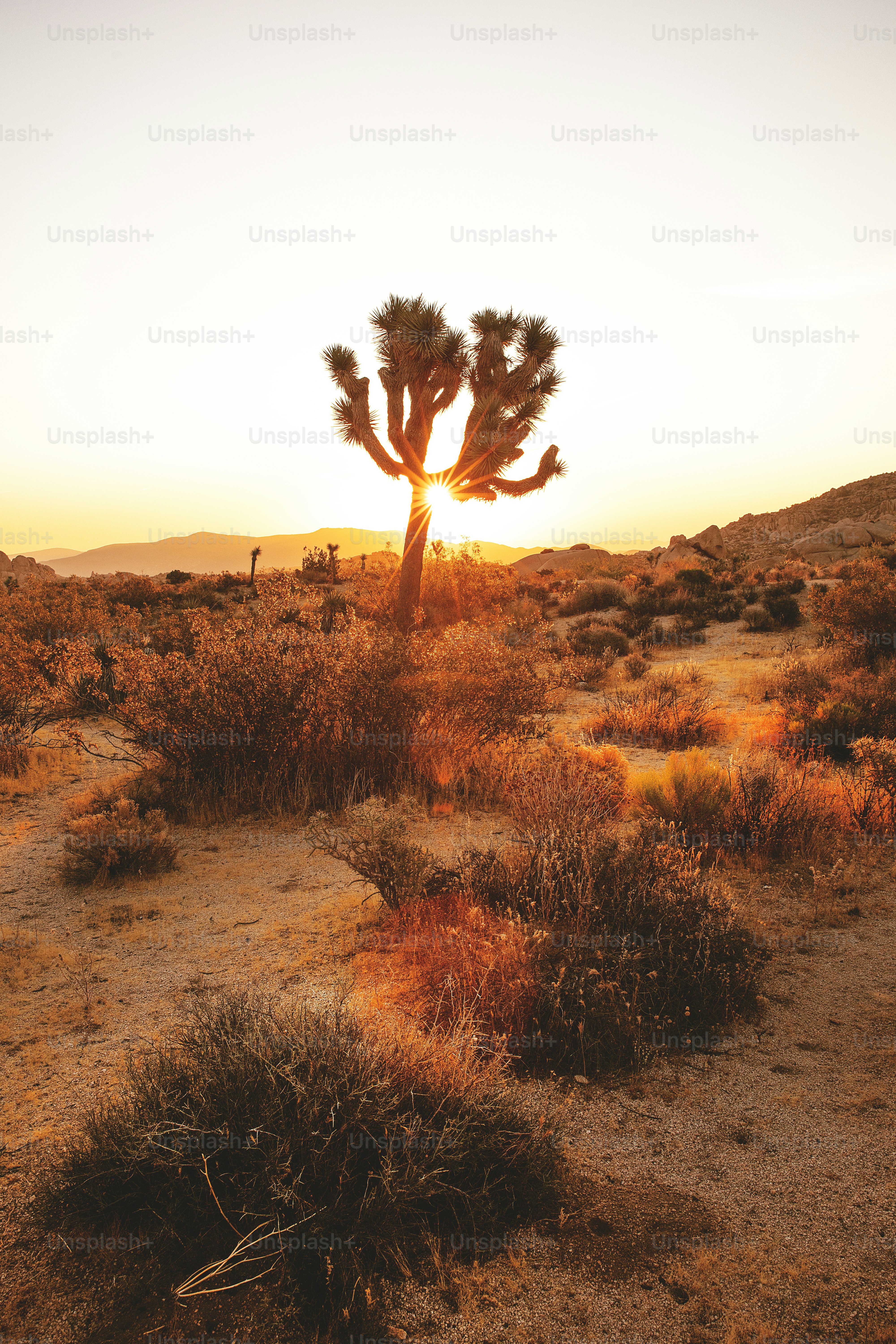 The sun is setting in the desert with a cactus in the foreground photo   Sunset Image on Unsplash