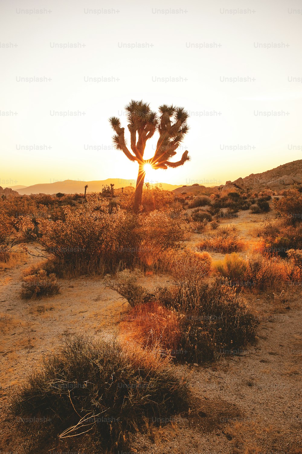 O sol está se pondo no deserto com um cacto em primeiro plano