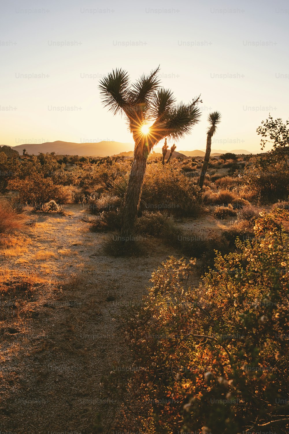 a joshua tree in the desert at sunset