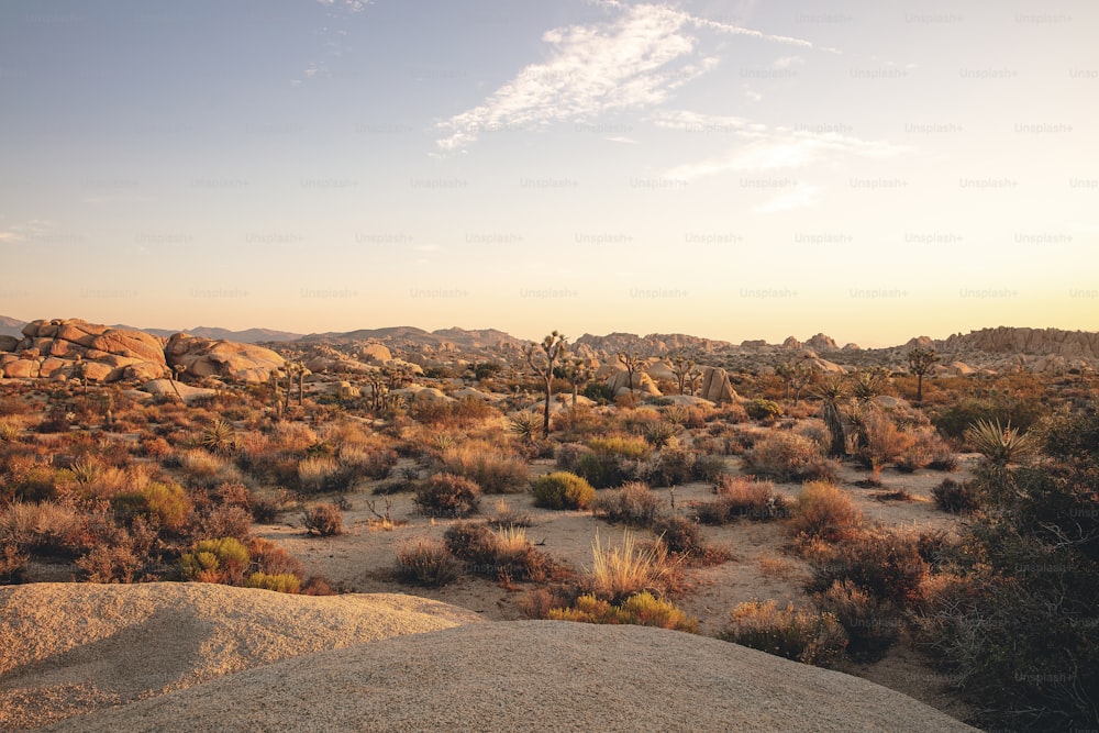 a desert landscape with rocks and bushes