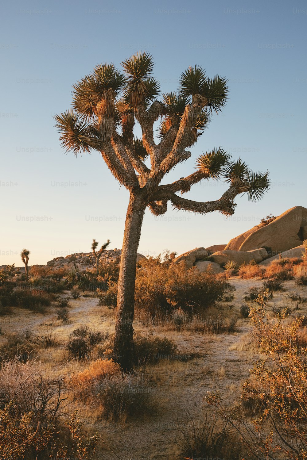 a joshua tree in the middle of a desert