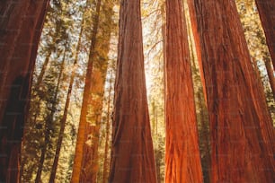 a forest filled with lots of tall trees