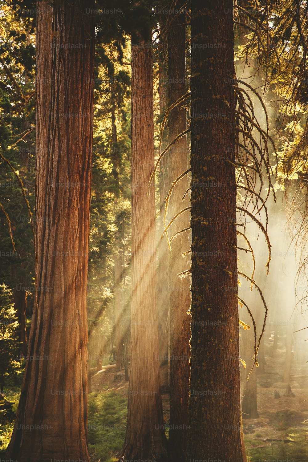 O sol brilha através das árvores na floresta