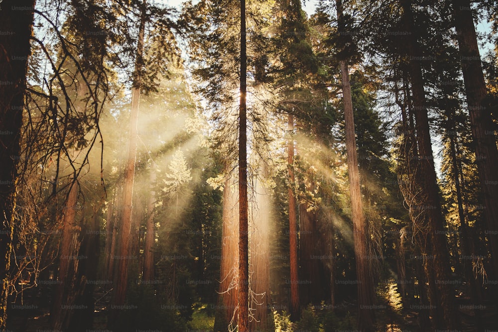 O sol está brilhando através das árvores na floresta