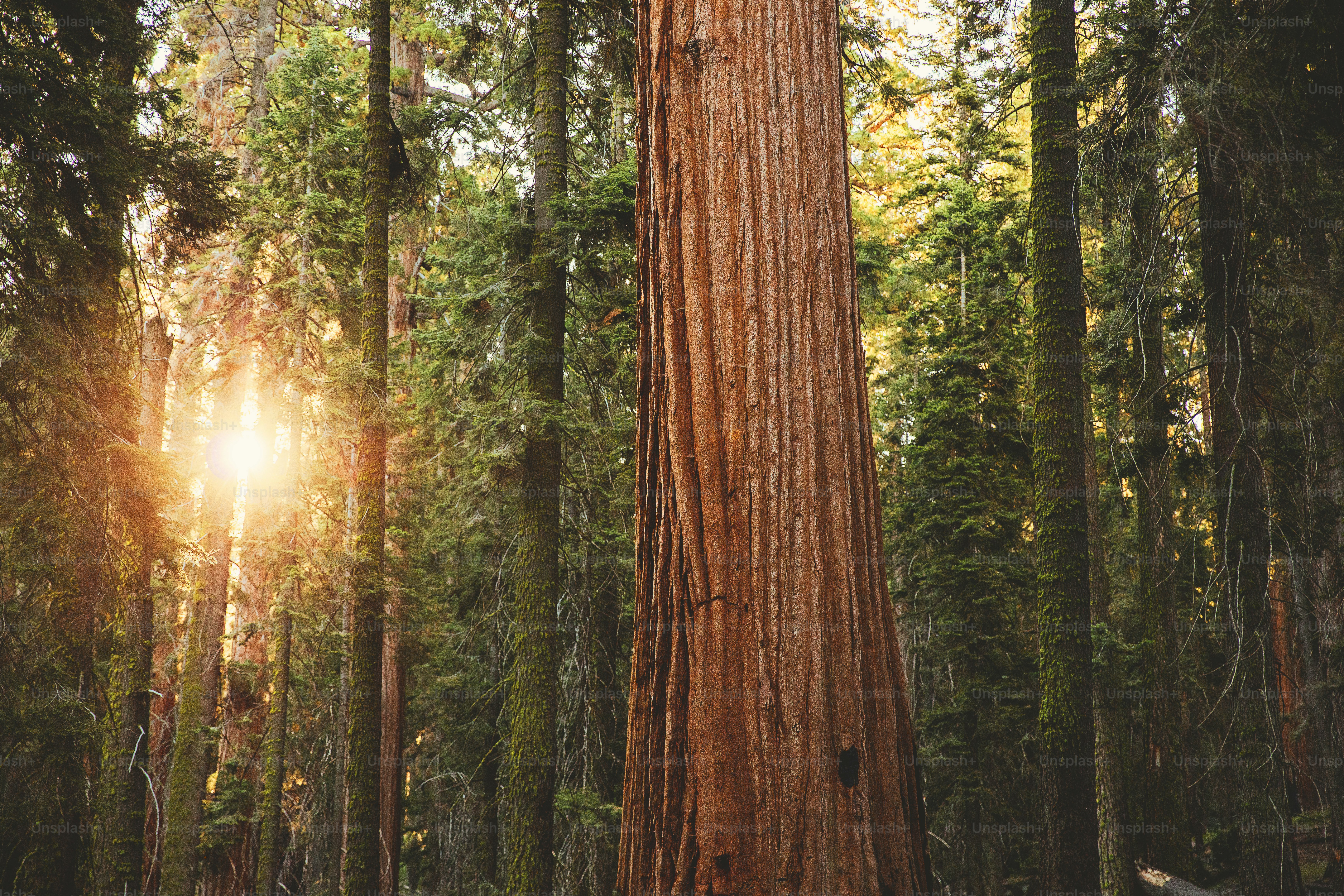 The Sun Is Shining Through The Trees In The Forest Photo – Sequoia ...