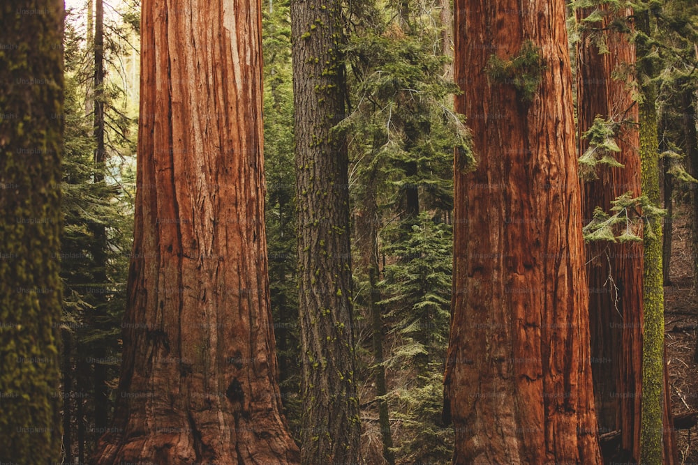 a group of tall trees in a forest