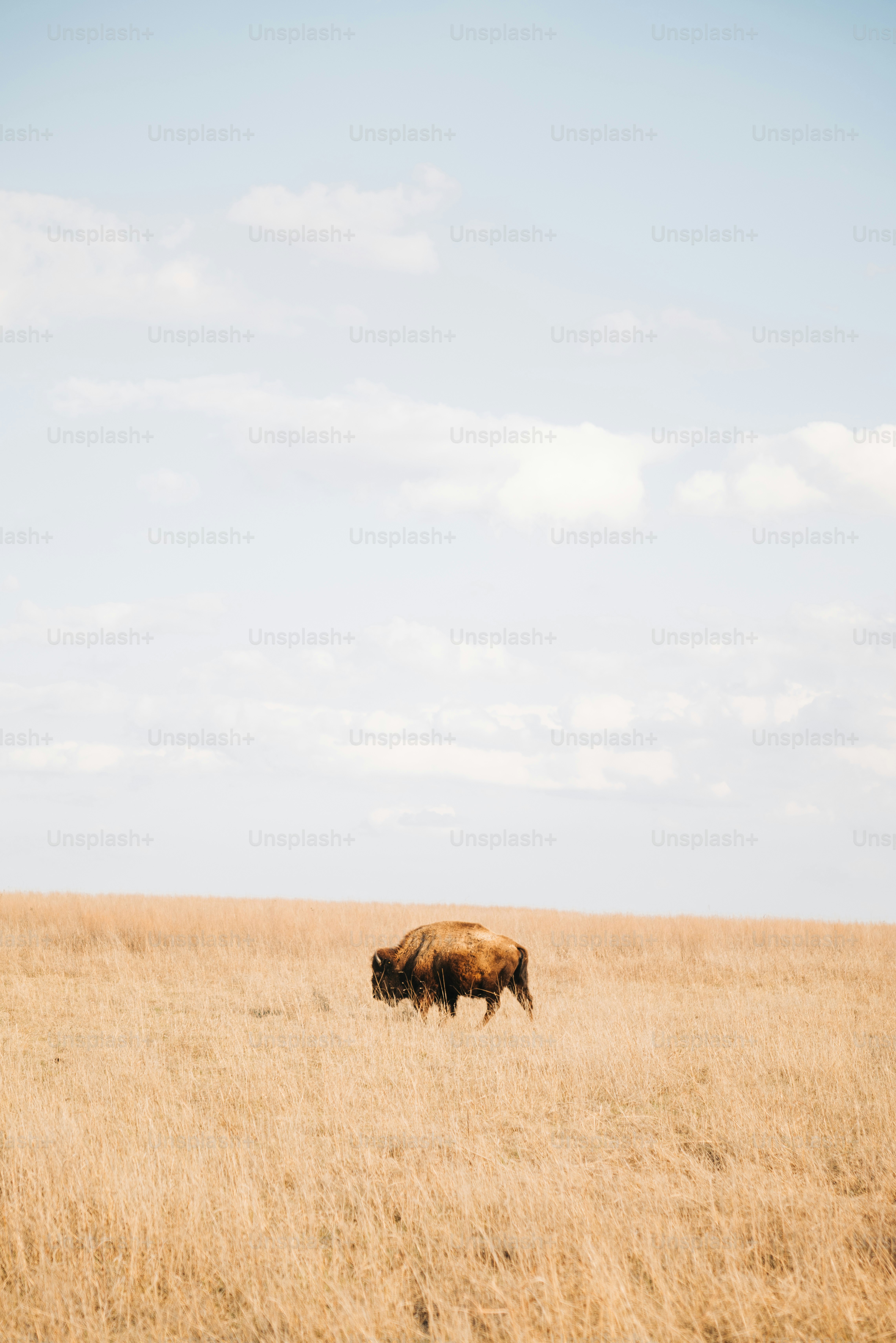 Una vaca marrón parada en la cima de un campo de hierba seca