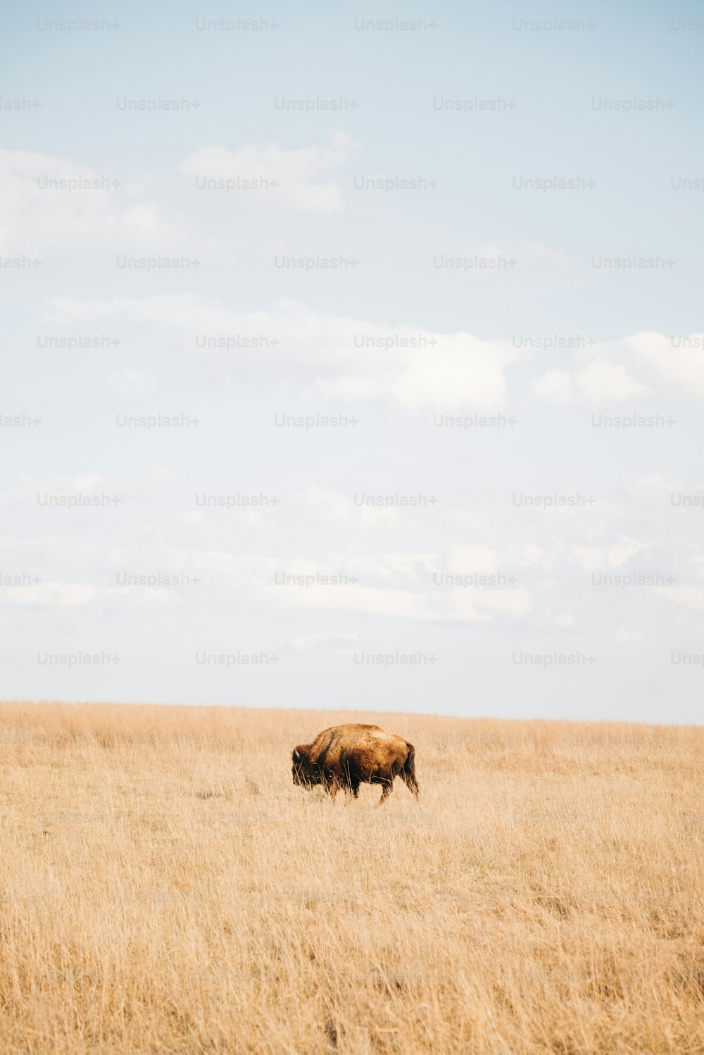 Una mucca marrone in piedi in cima a un campo di erba secca