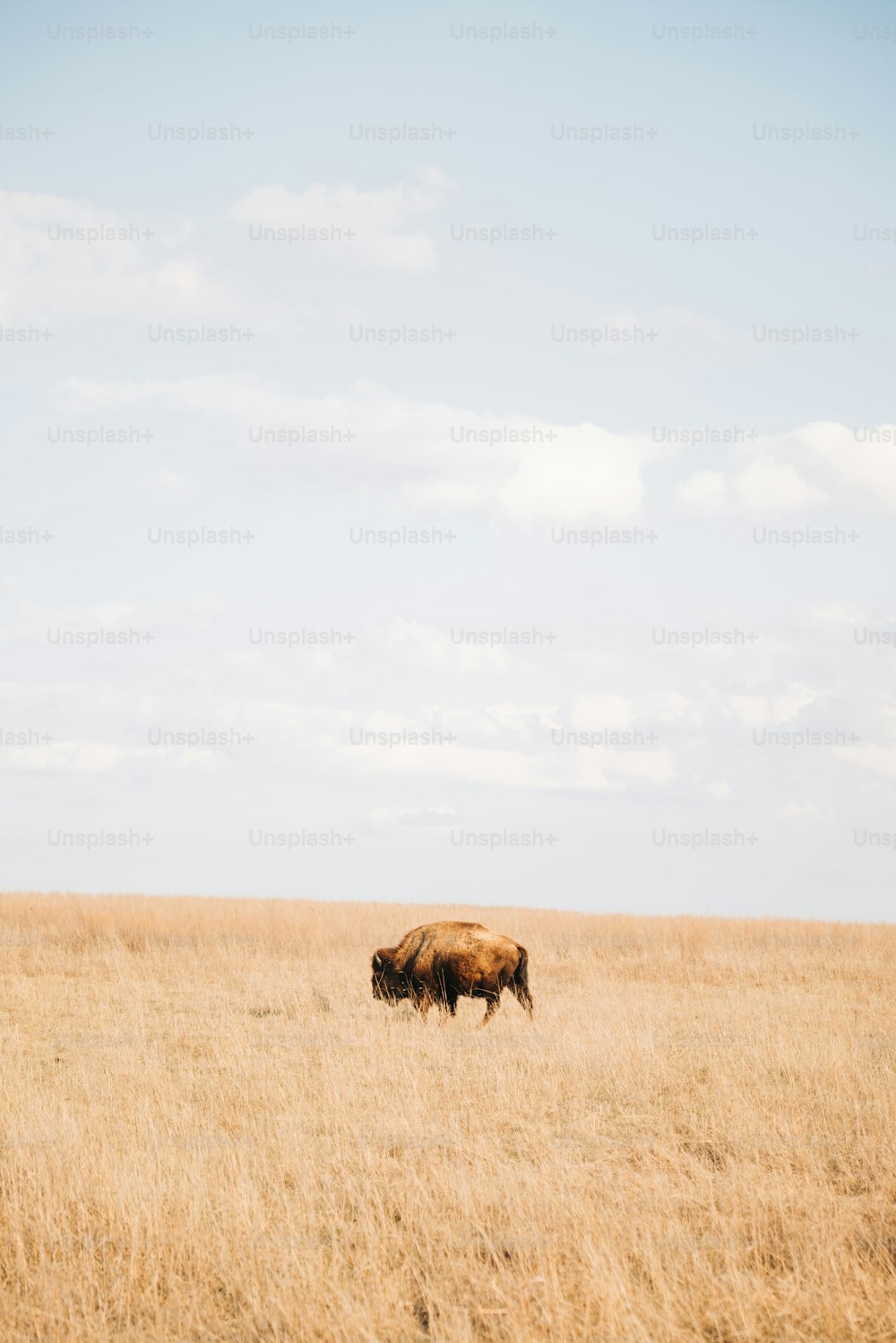 a brown cow standing on top of a dry grass field